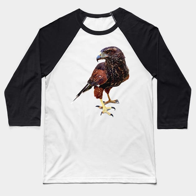 La aguililla rojinegra Baseball T-Shirt by obscurite